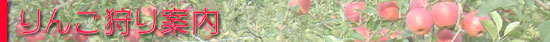 りんご狩り案内